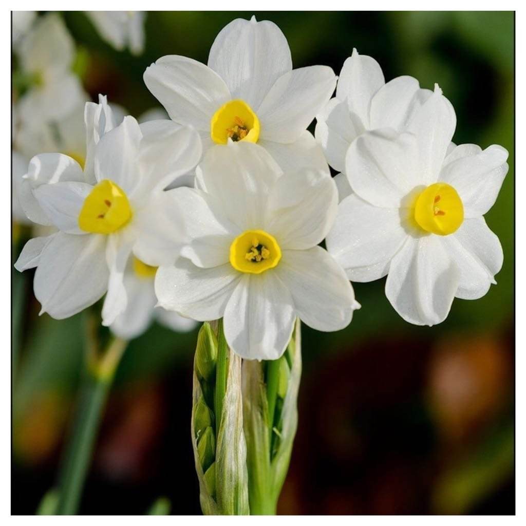 Aai Planet Nargis Flower Fragrance Oil